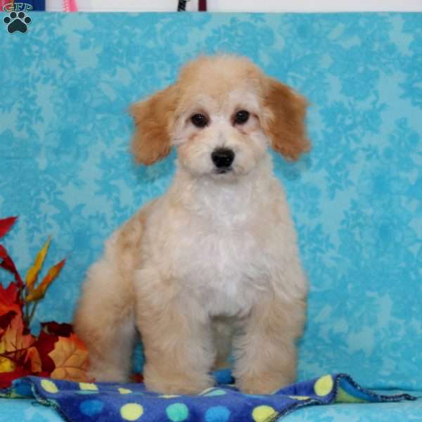 Marble, Shih-Poo Puppy